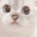 hugo7
