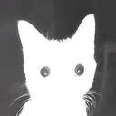 catoncat