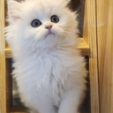 arnocat