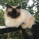 sanbucat