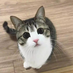 kongruxi