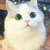 ruogu