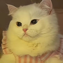 weikaidada1