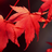 honmaple